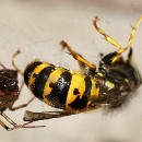 014a Joerg Steigleder